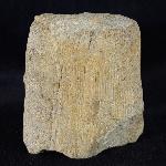 Equisetum sp. LINNAEUS - Bild © FossNet FossilienStore